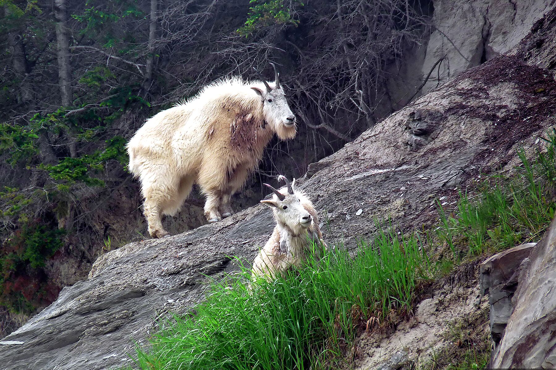 Bergziegen im Yoho Nationalpark in British Columbia